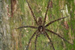 Image of Dolomedes okefinokensis Bishop 1924