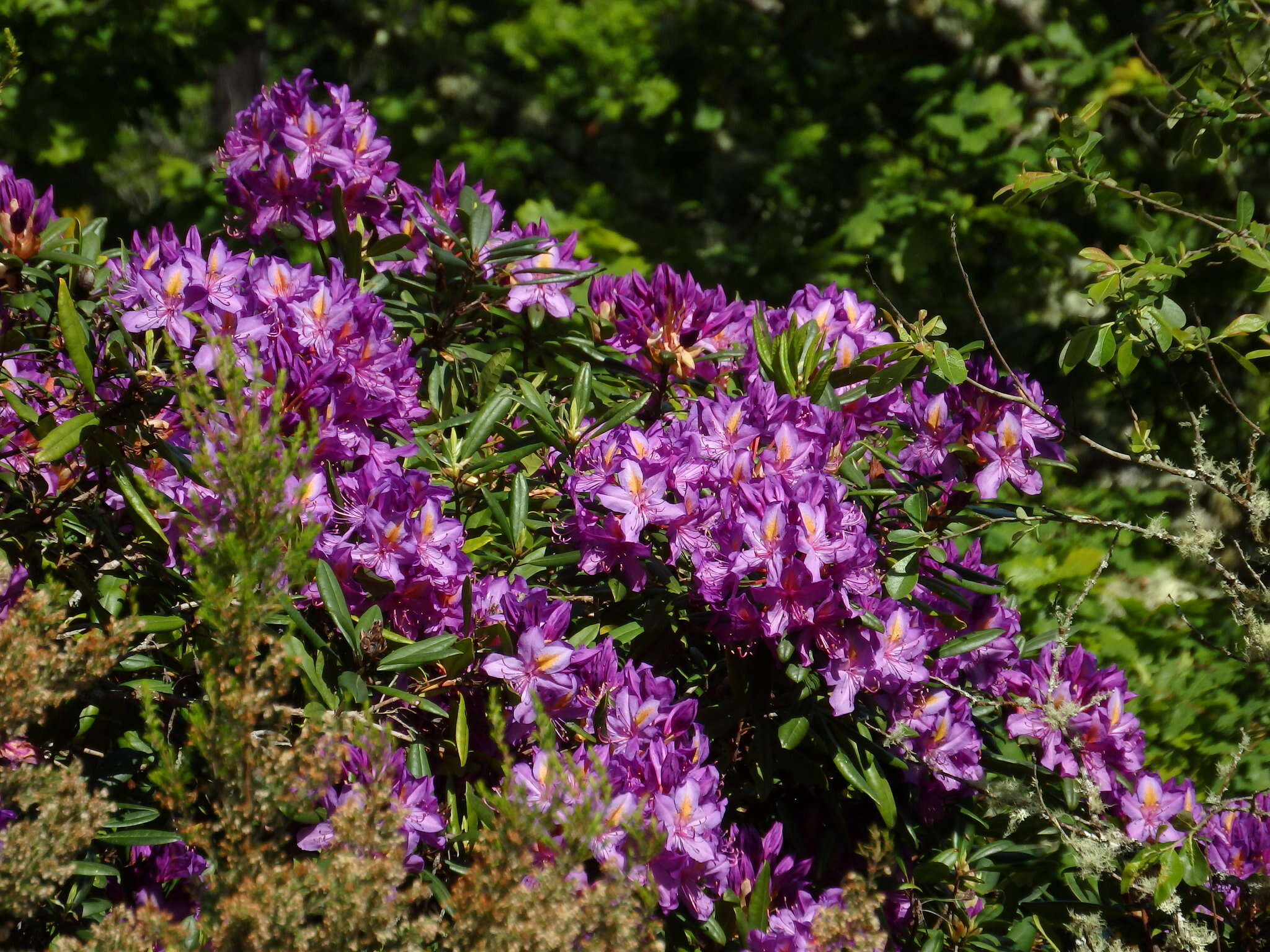 Imagem de Rhododendron ponticum subsp. baeticum (Boiss. & Reuter) Hand.-Mazz.