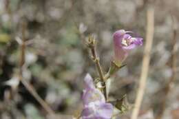 Salvia taraxacifolia Coss. & Balansa resmi