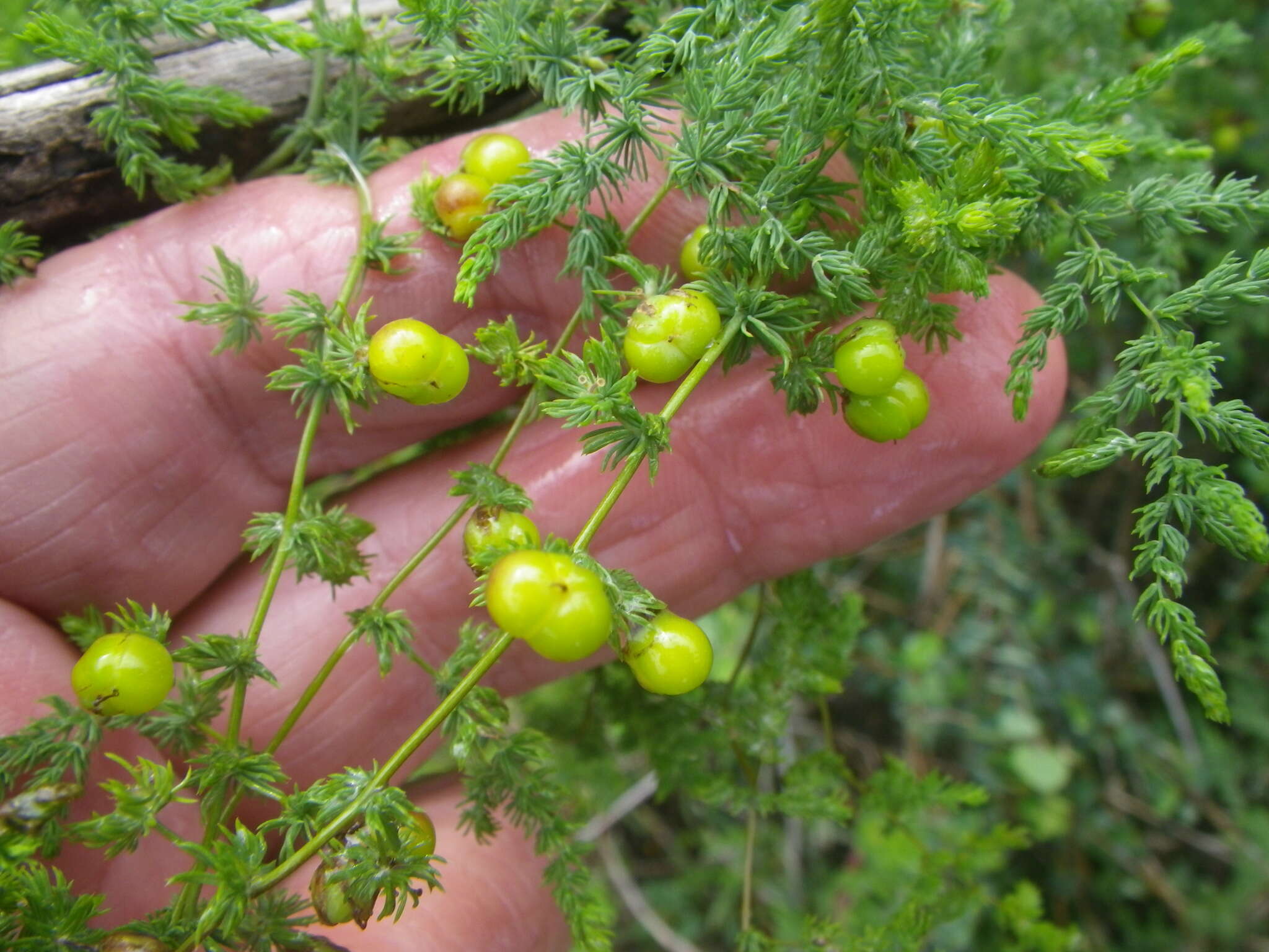 Image of Asparagus fasciculatus Thunb.