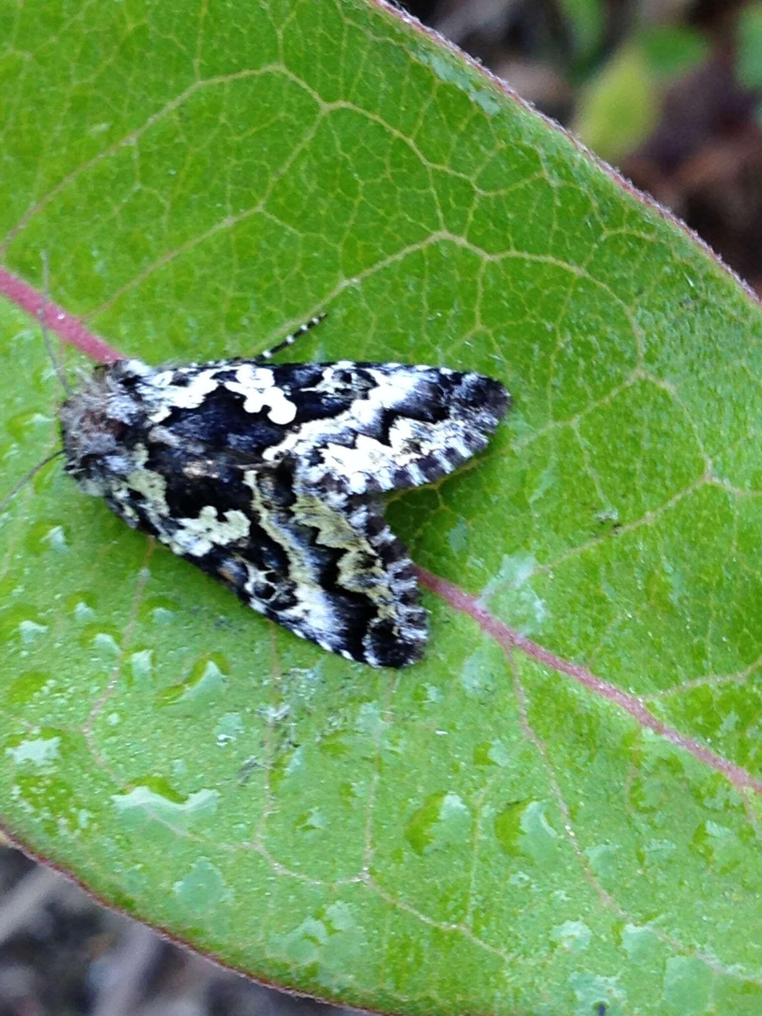 Image of Salt and Pepper Looper