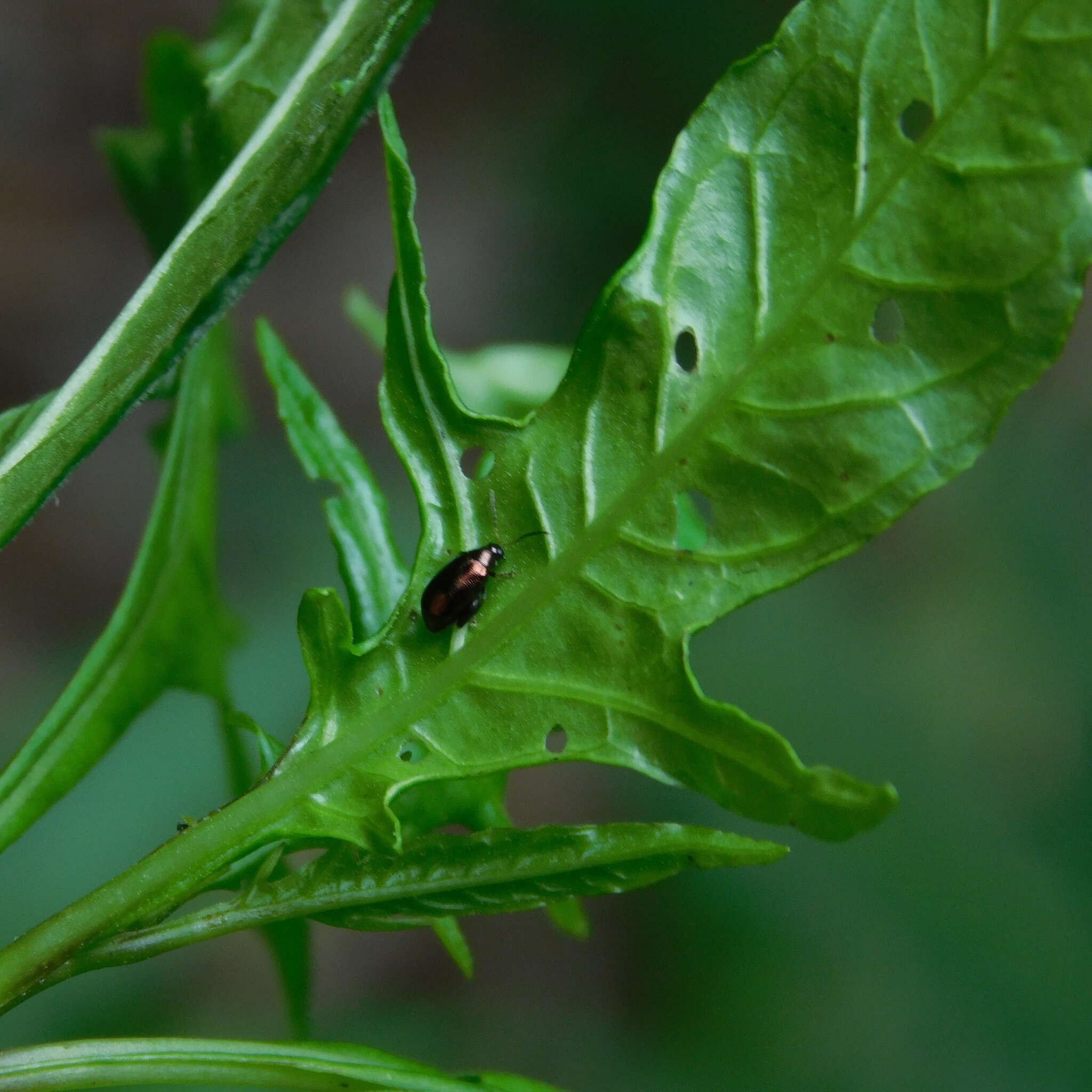 Image of <i>Psylliodes brettinghami</i>