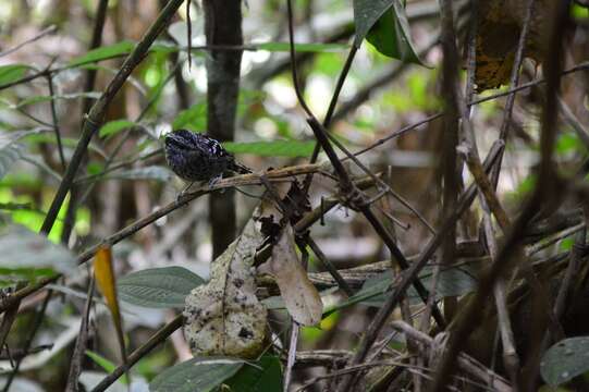 Image of Scaled Antbird