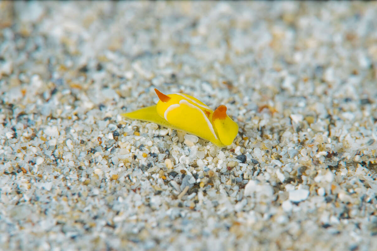 Plancia ëd Siphopteron quadrispinosum Gosliner 1989