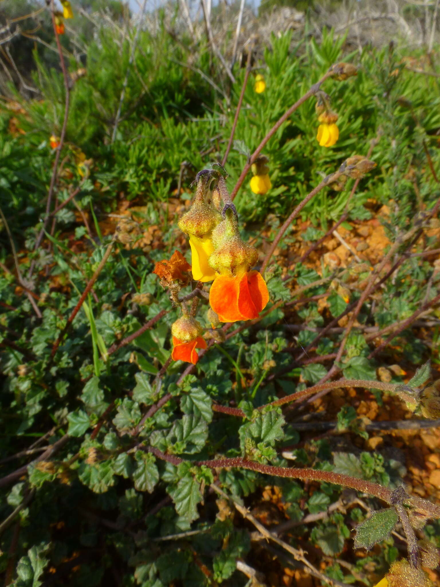 Plancia ëd Hermannia rugosa Adamson