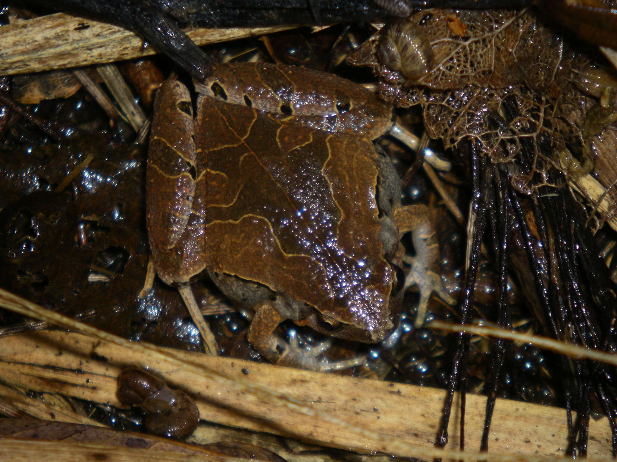 Image of Microhyla okinavensis Stejneger 1901