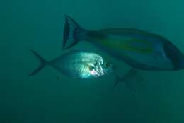 Image of Sand trevally