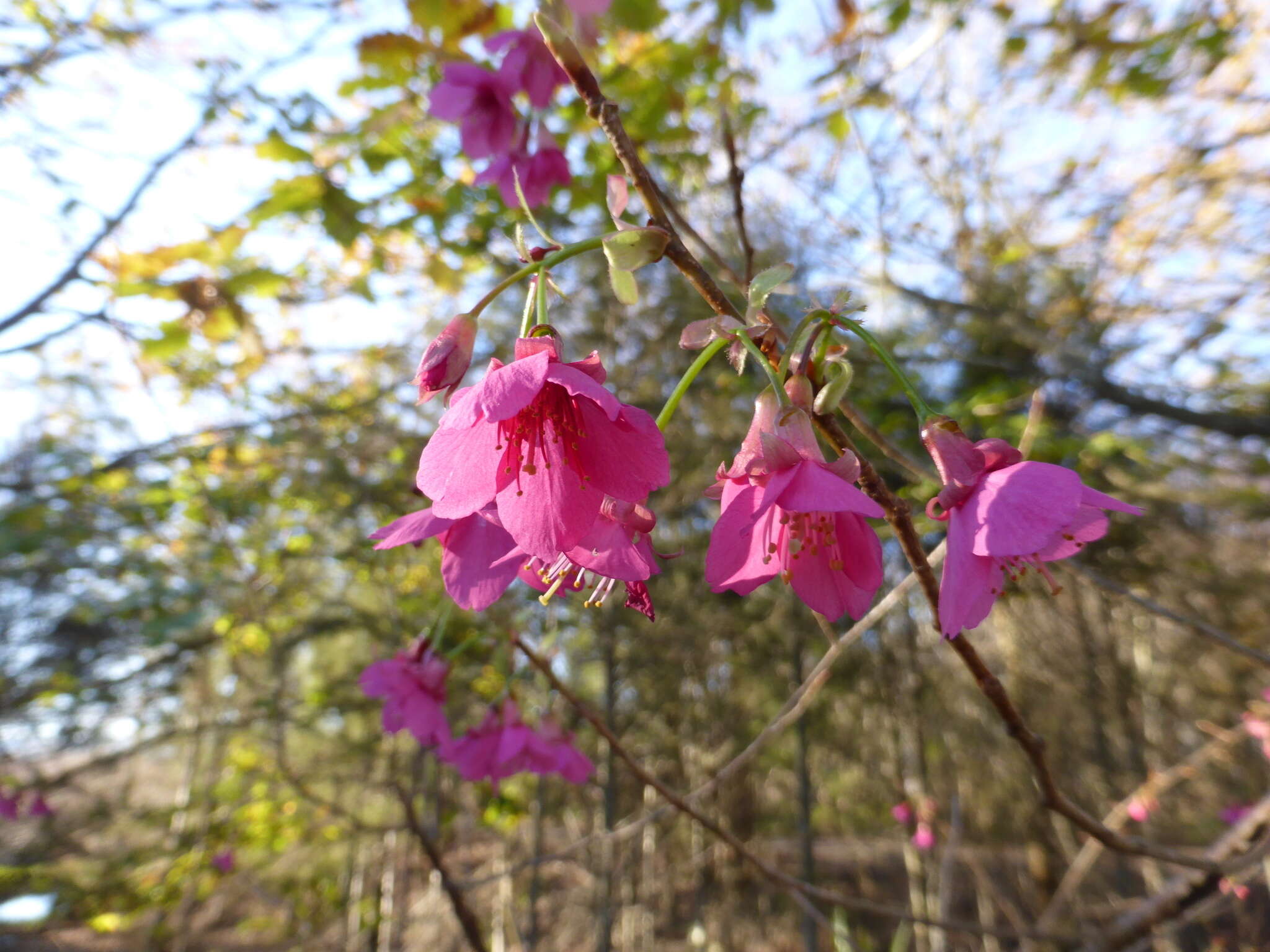 Image of Taiwan flowering cherry