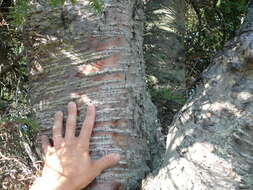 Image of paper birch