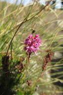 Image of Erica spiculifolia Salisb.