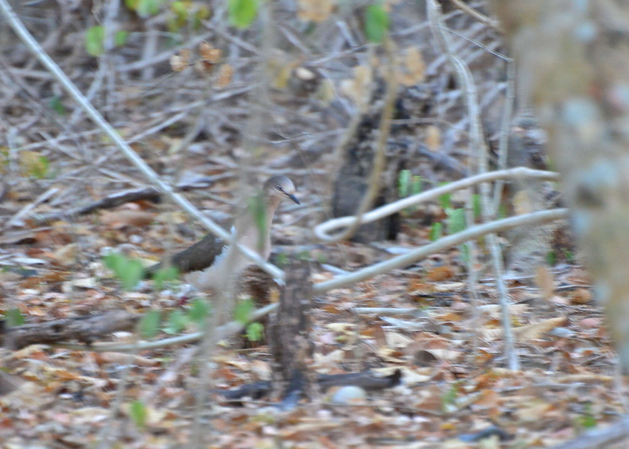 Image of Grenada Dove