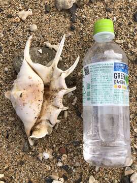 Image of spider conch