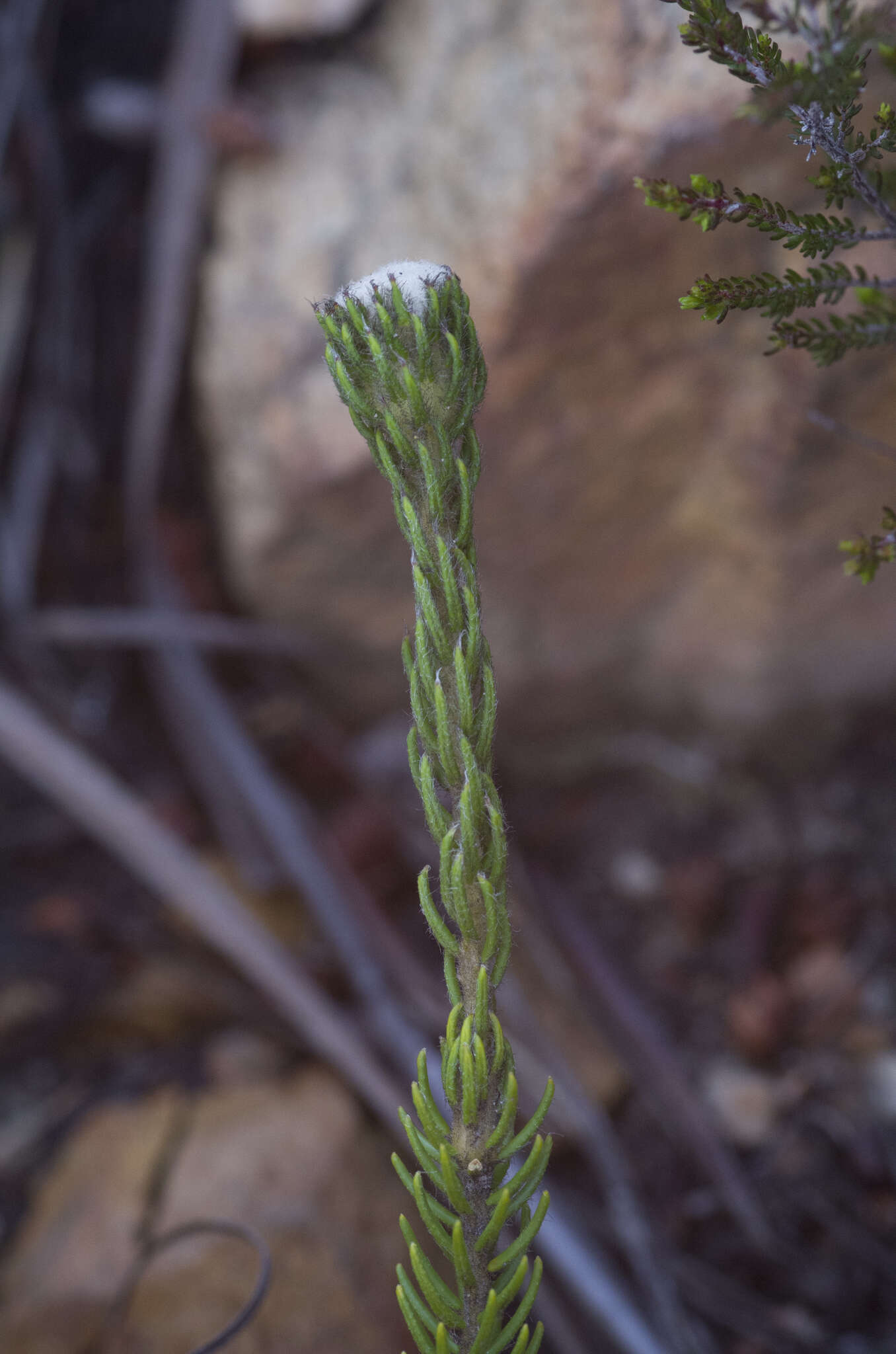 Image of Phylica tortuosa E Mey.