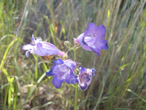 Image of Sonoran beardtongue