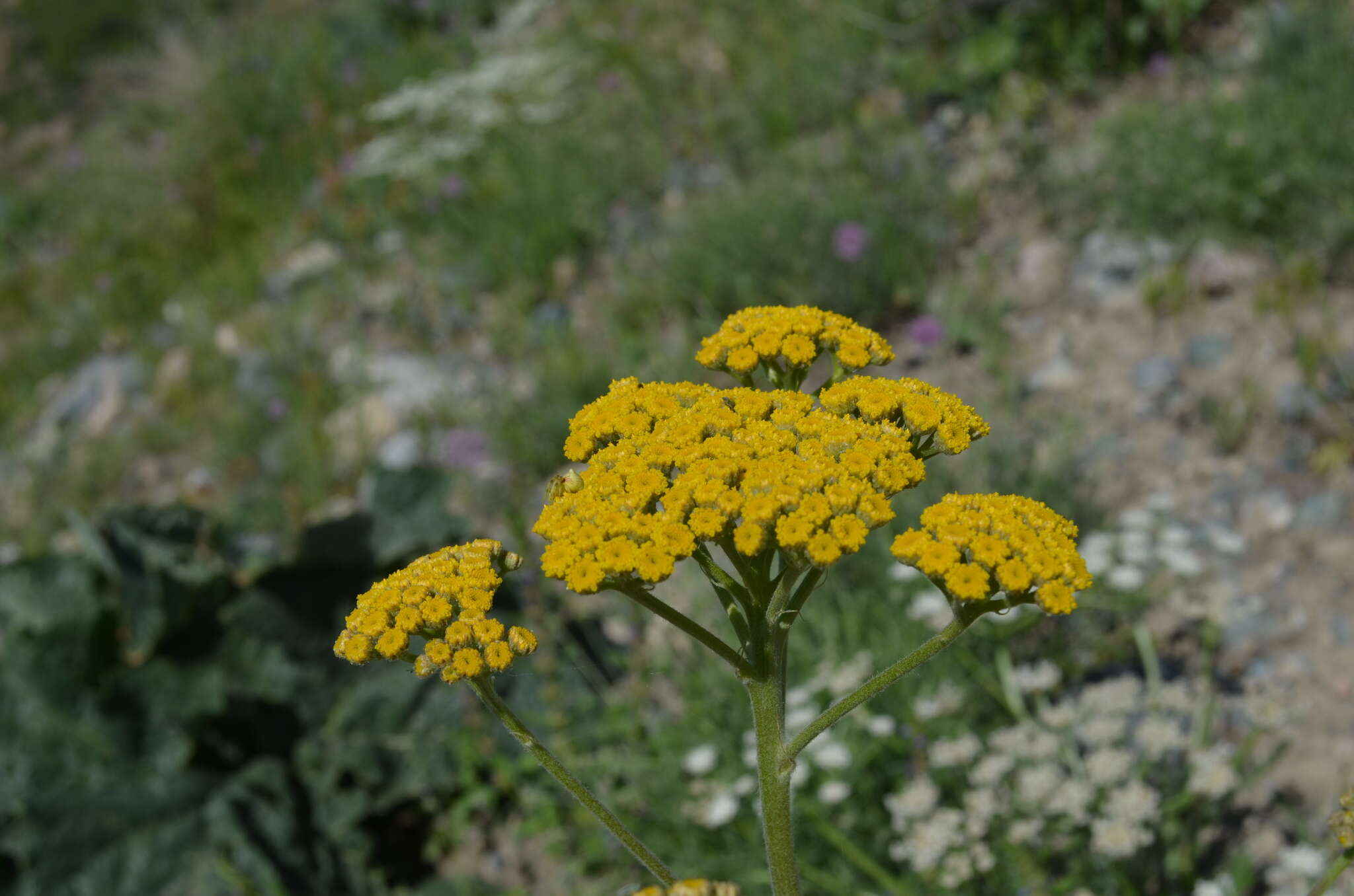 Sivun Handelia trichophylla (Schrenk ex Fisch. & C. A. Mey.) Heimerl kuva