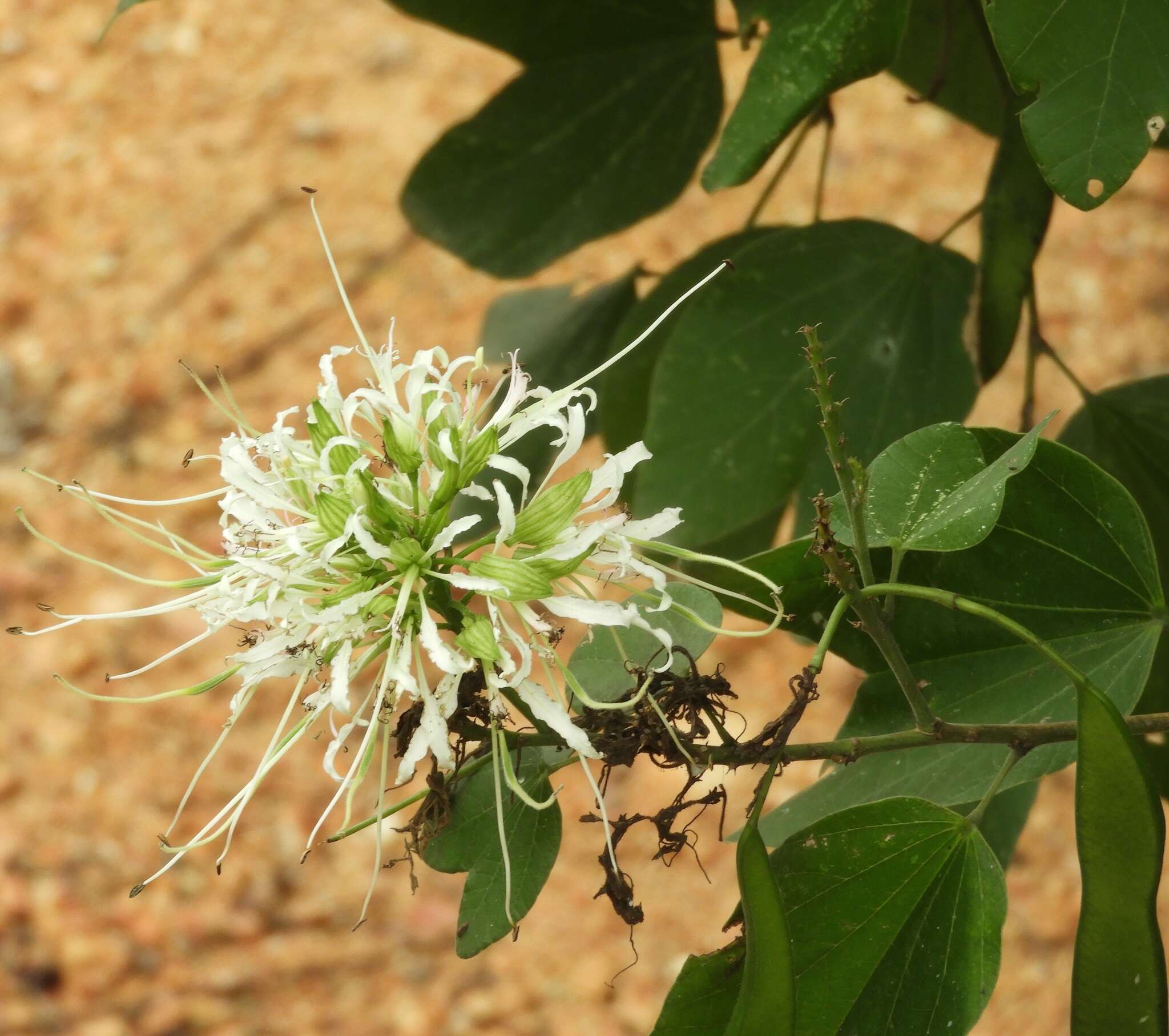 Sivun Bauhinia divaricata L. kuva