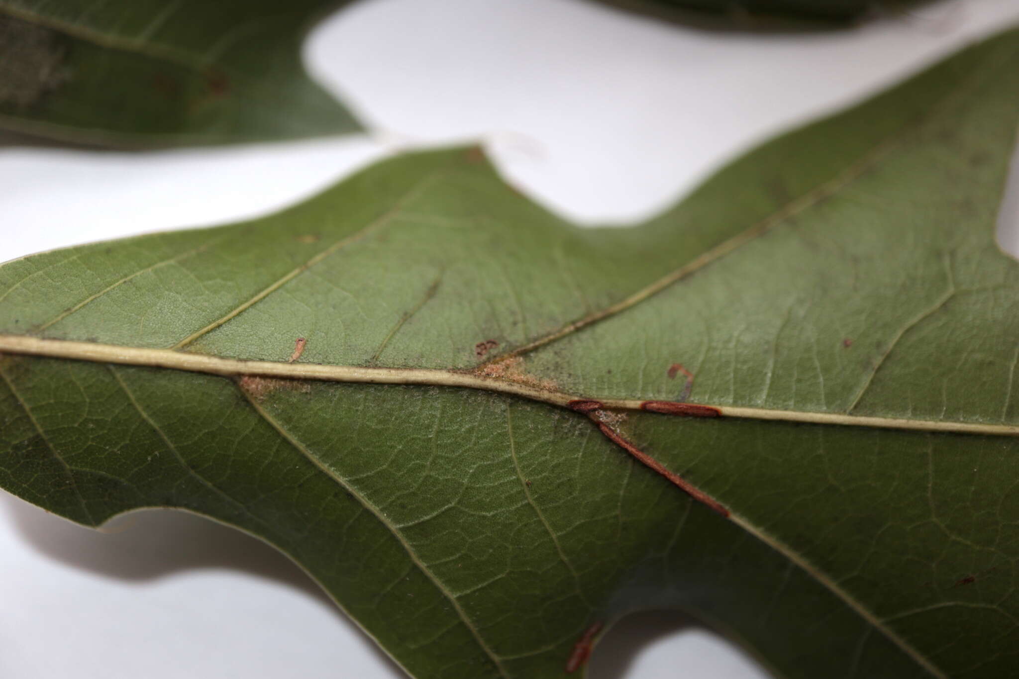 Imagem de Quercus heterophylla F. Michx.