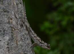 Image of Black-nosed Lizard