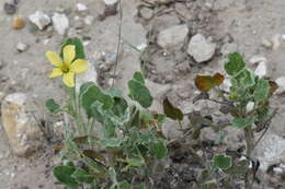 Image of peonyleaf woodsorrel