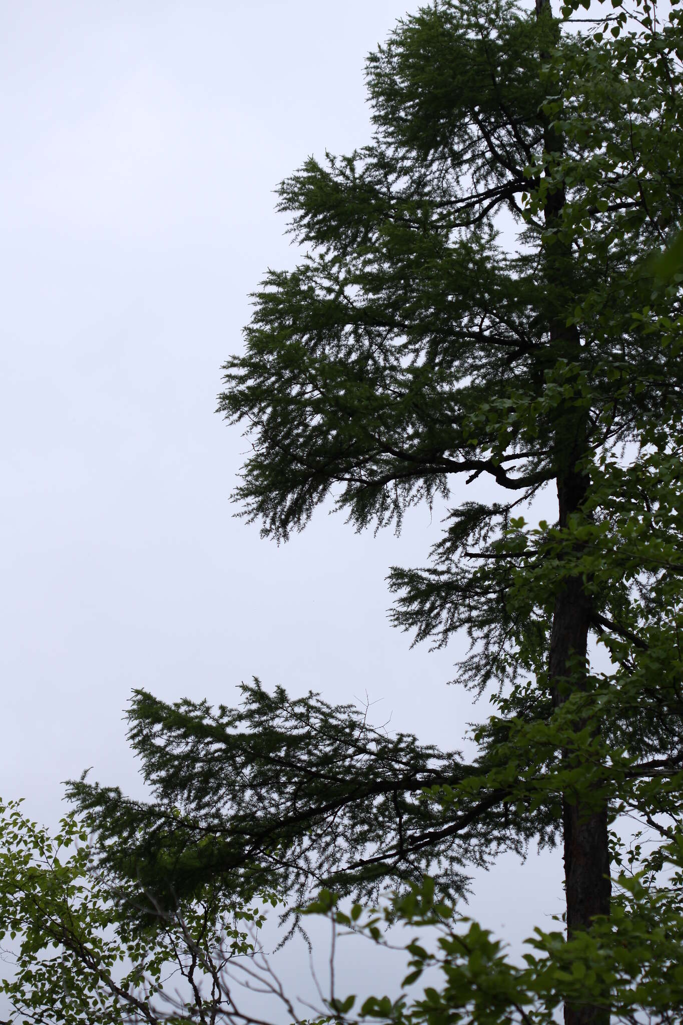 Image of Larix gmelinii var. olgensis (A. Henry) Ostenf. & Syrach