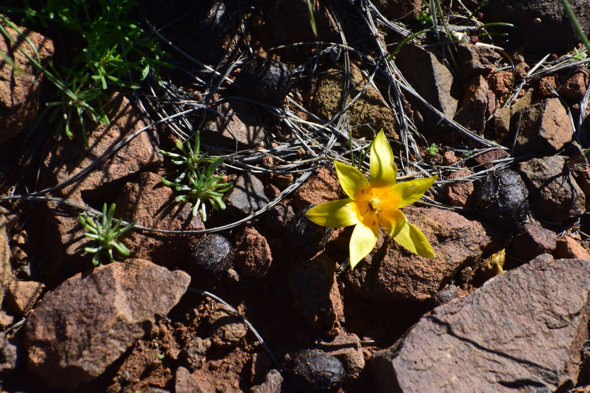 Image of Romulea tortuosa subsp. aurea (Klatt) M. P. de Vos