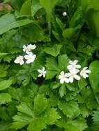 Image of Anemonastrum baicalense (Turcz.) Mosyakin