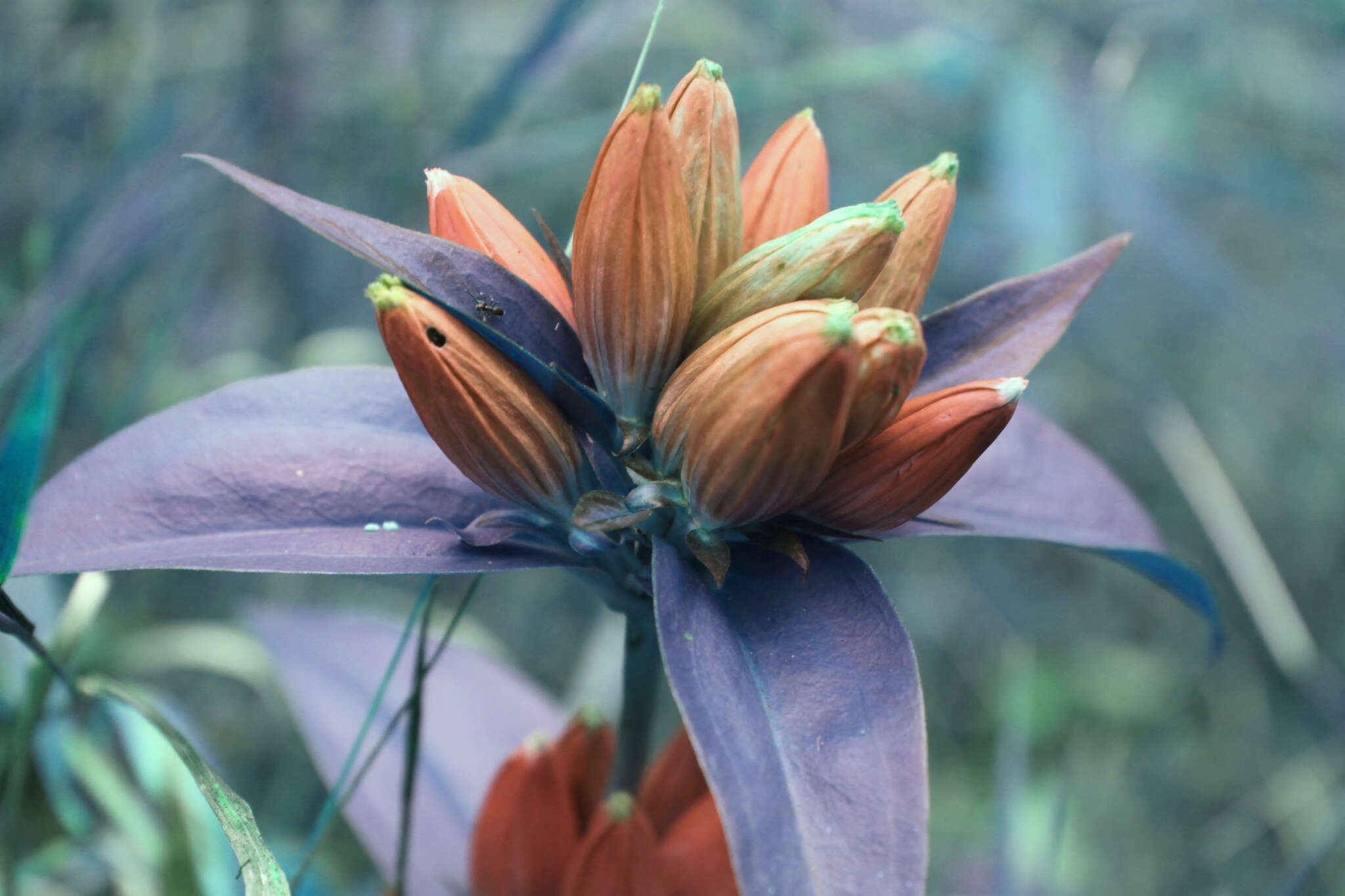 Image of <i>Gentiana <i>andrewsii</i></i> var. andrewsii