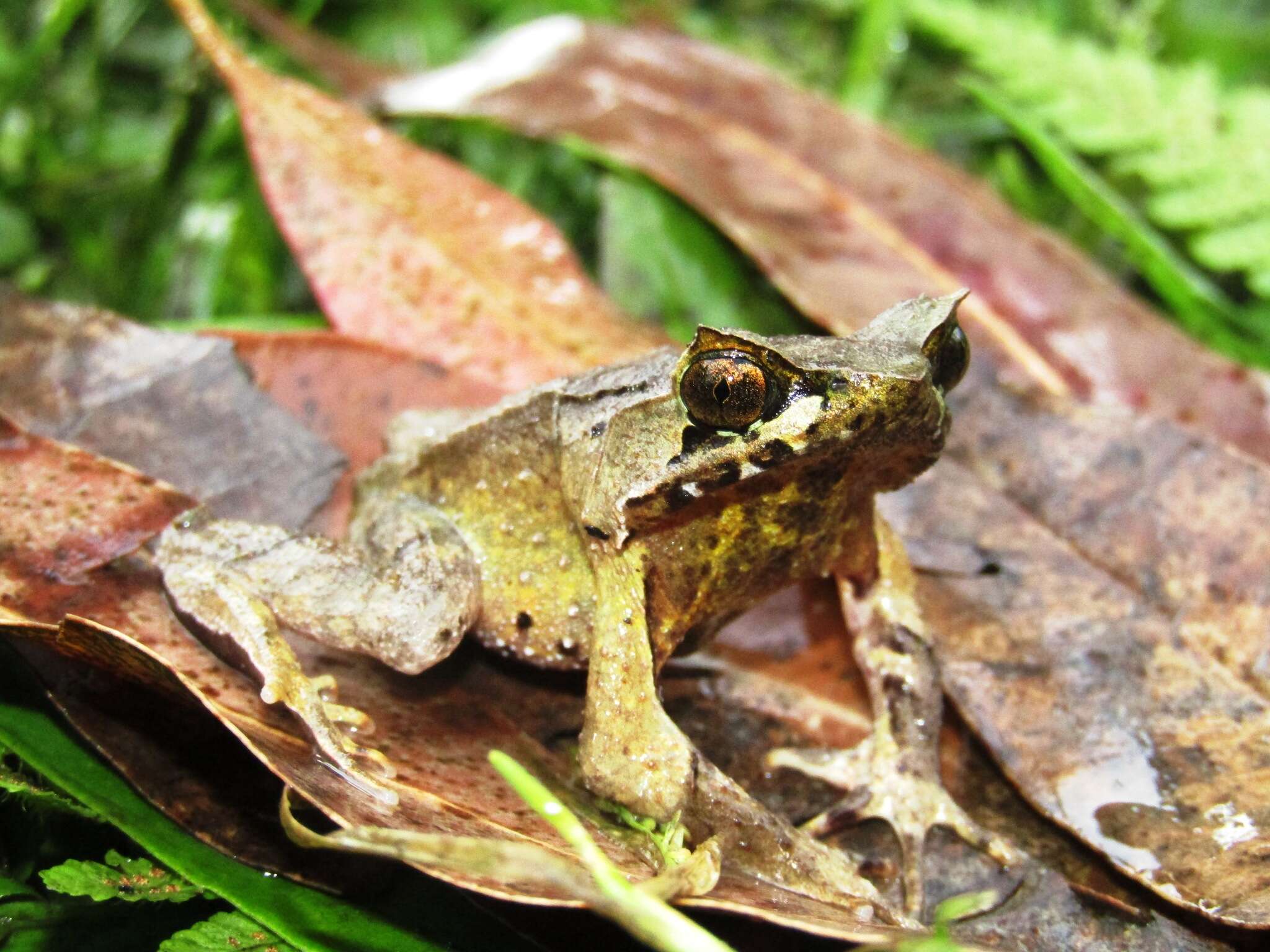 Image of Horned Frog