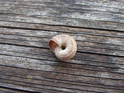 Image of dune snail