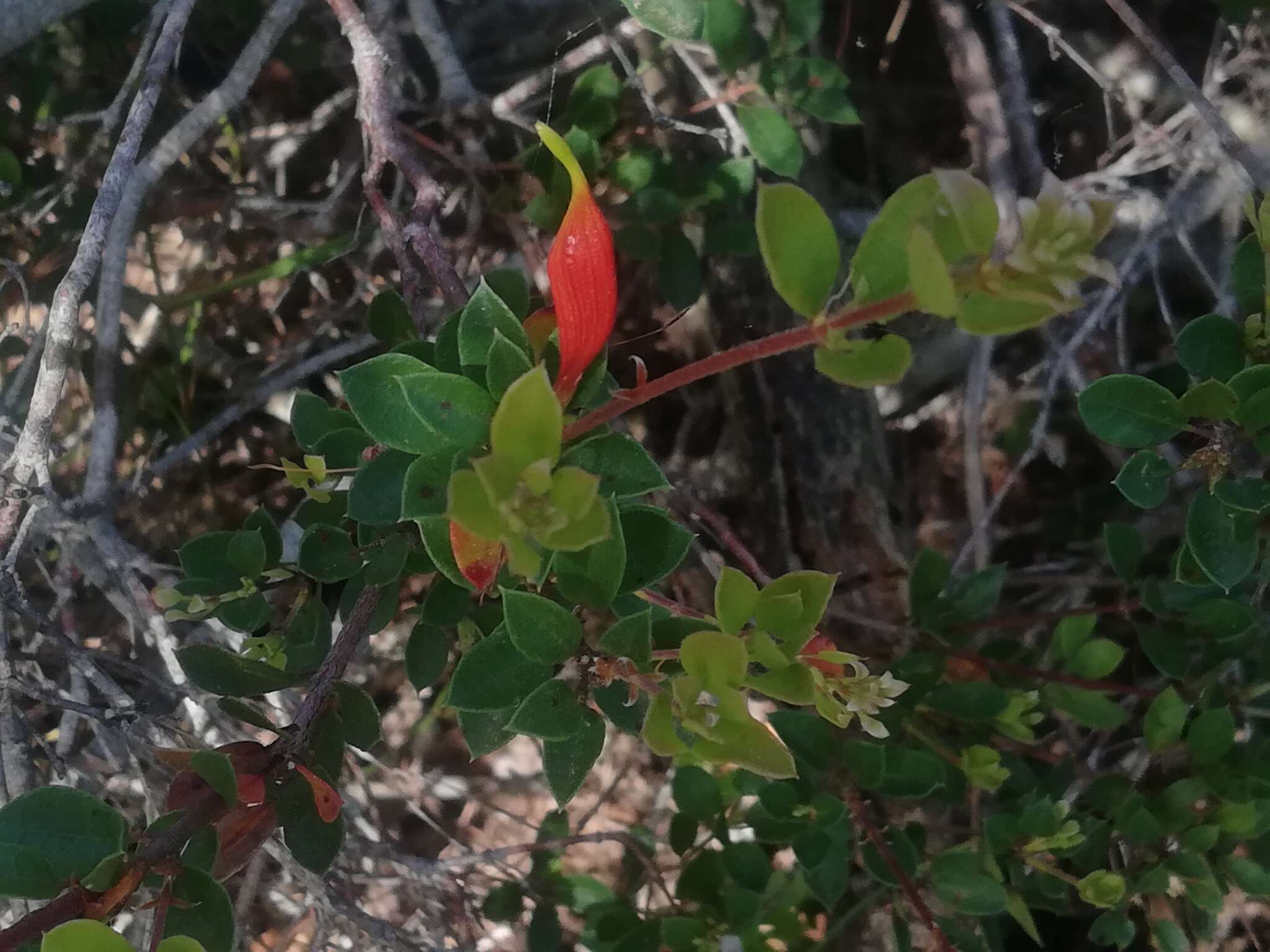 Image of Lambertia uniflora R. Br.