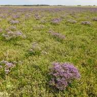 Image of Mediterranean sea lavender