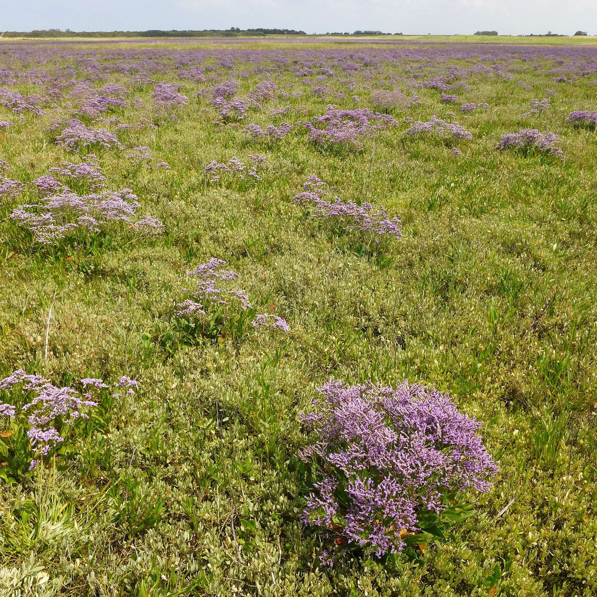 Image of Mediterranean sea lavender