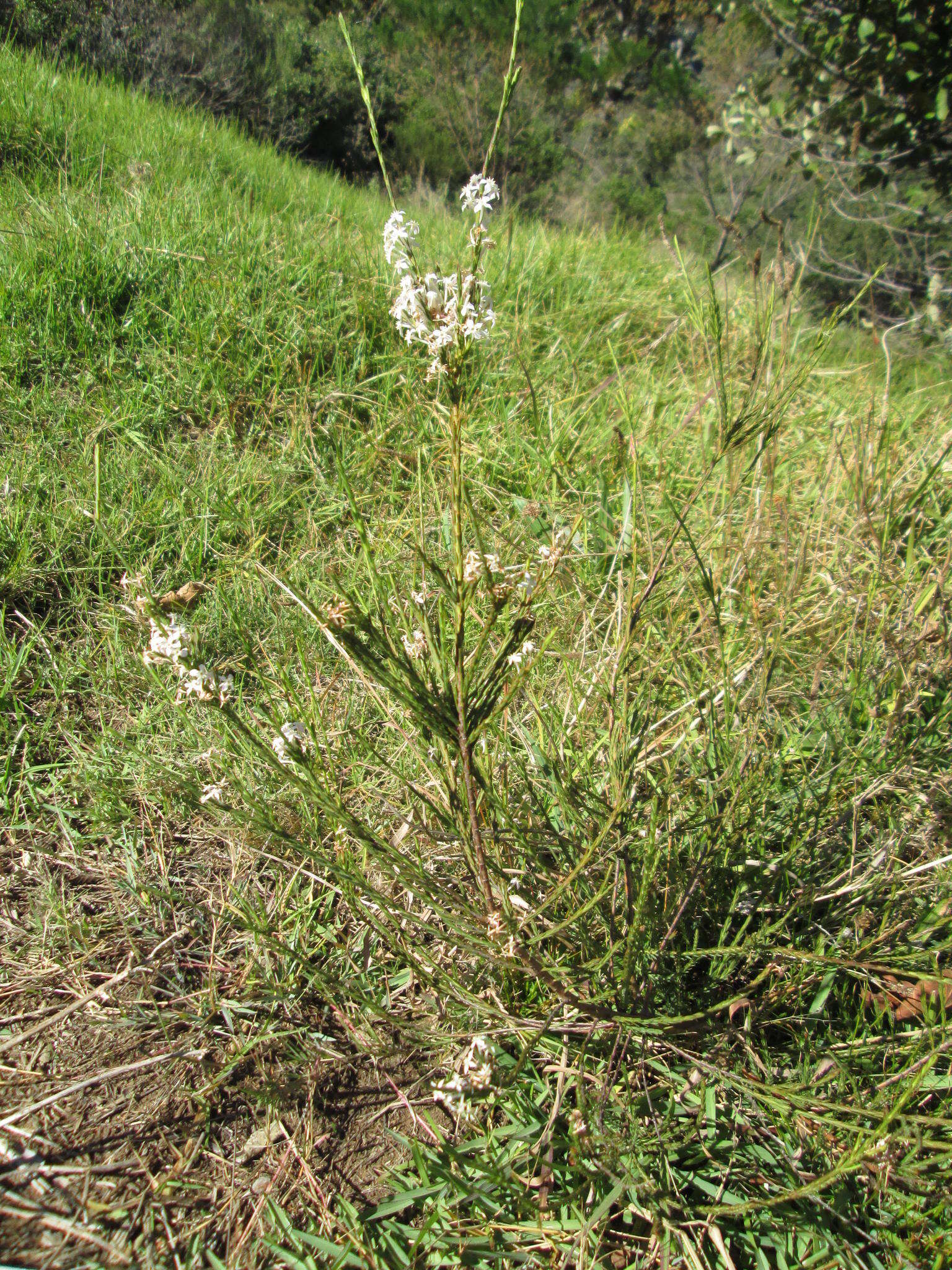 Image of Struthiola dodecandra (L.) Druce