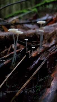 Image of Dripping bonnet