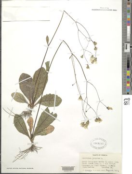 Image of rattlesnakeweed