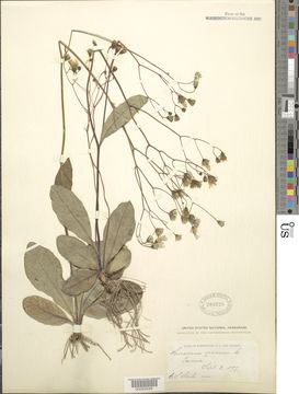 Image of rattlesnakeweed