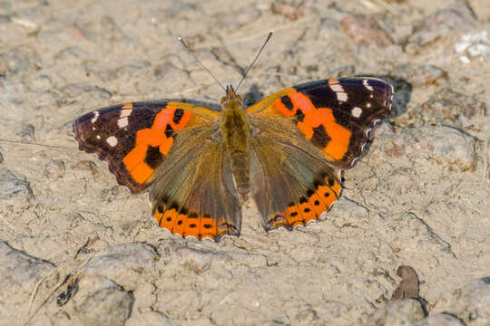 Image of Asian Admiral