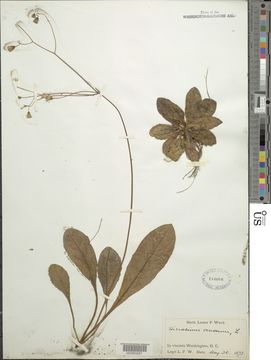 Image of rattlesnakeweed