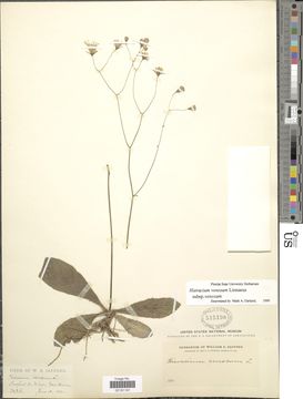 Image of rattlesnakeweed