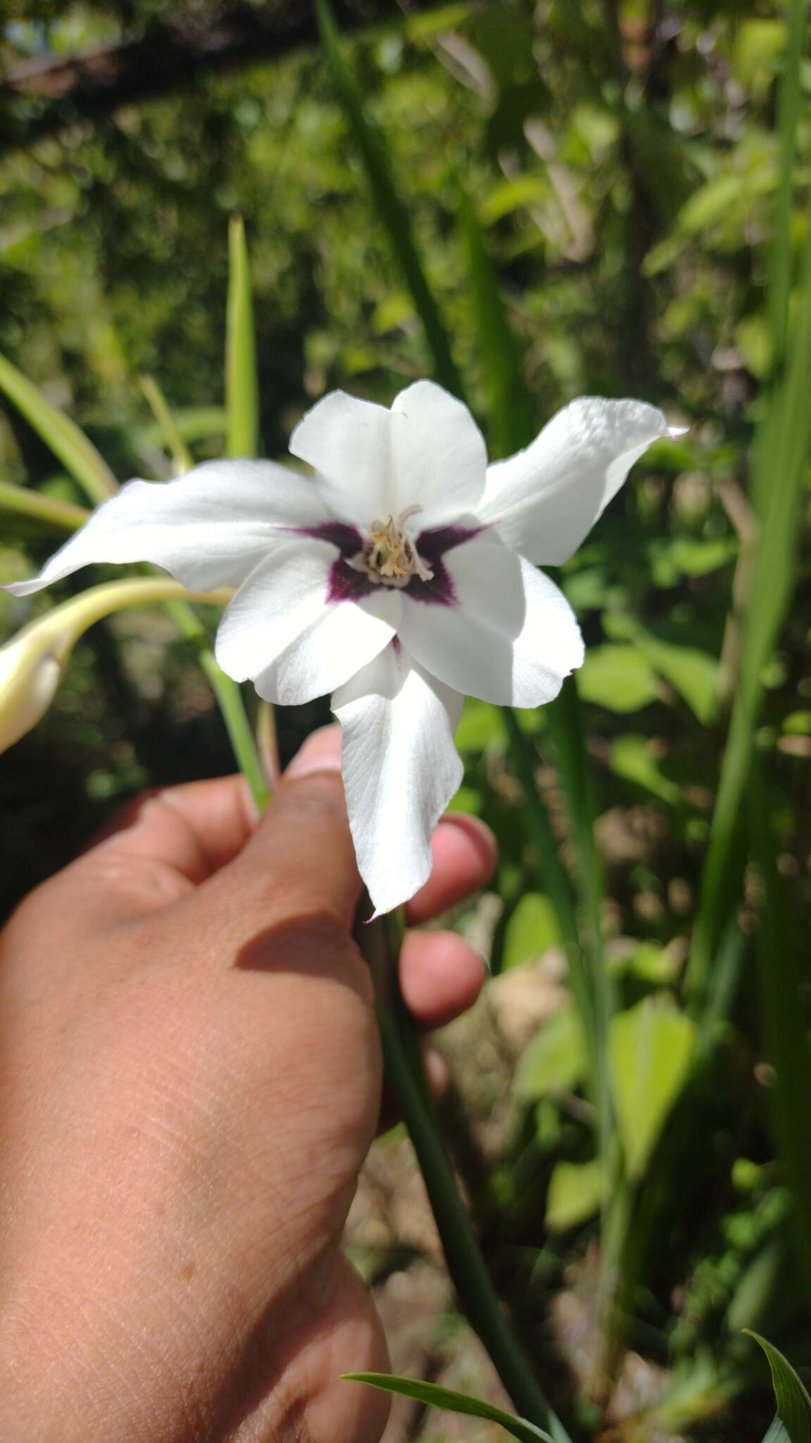 二色唐菖蒲的圖片