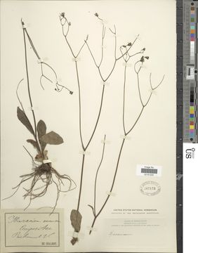Image of rattlesnakeweed