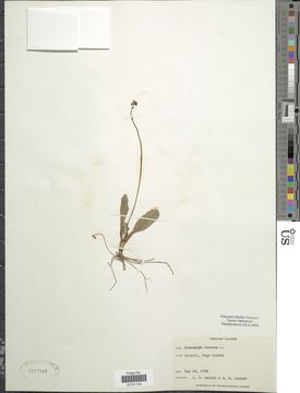 Image of rattlesnakeweed