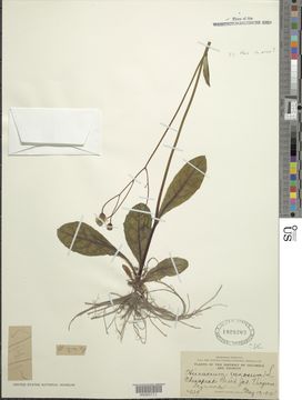 Image of rattlesnakeweed