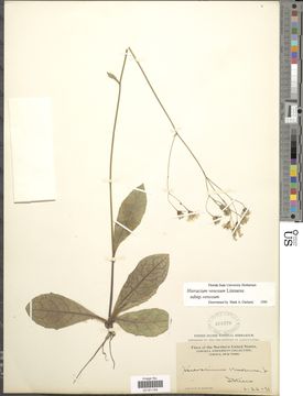 Image of rattlesnakeweed