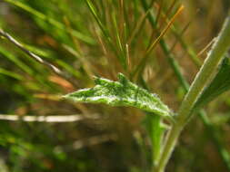 Image de Sideritis fruticulosa Pourr.