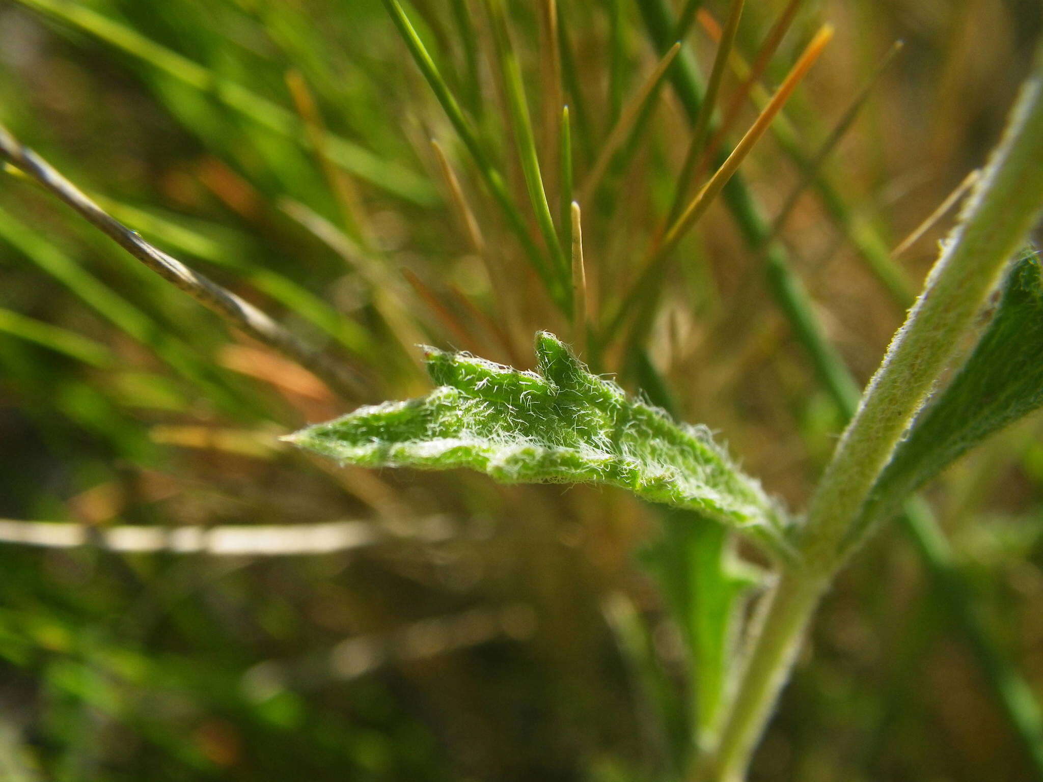 Image de Sideritis fruticulosa Pourr.