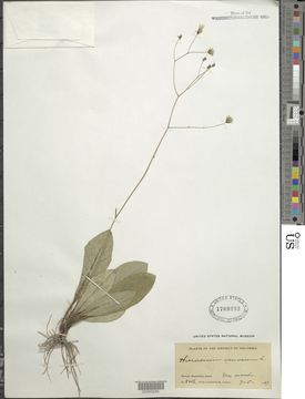 Image of rattlesnakeweed