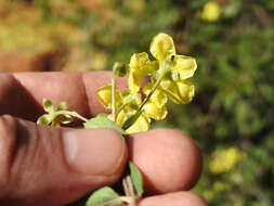 Image of Canary nettle