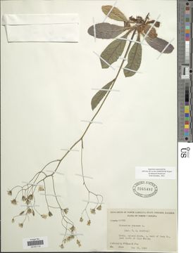 Image of rattlesnakeweed