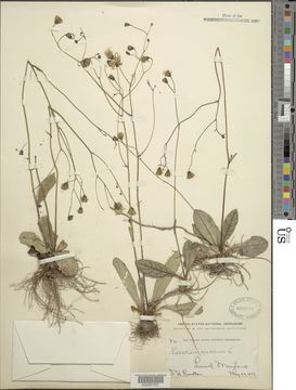 Image of rattlesnakeweed